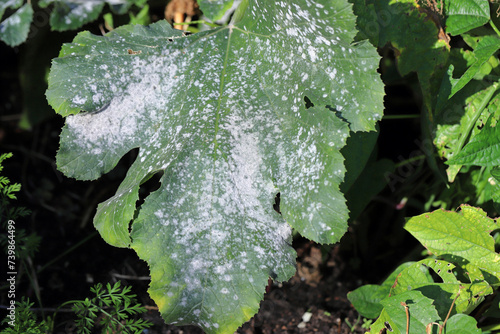 Photos Cucurbit powdery mildew on zucchini is a fungal disease of zucchini, the culprit
