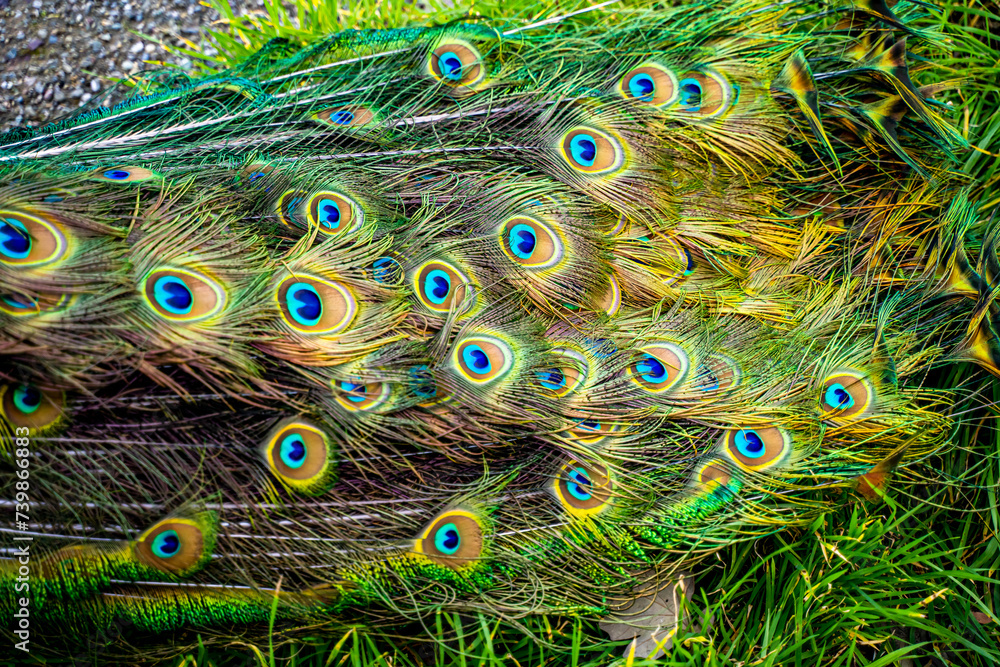 Obraz premium Beautiful peacock tail close-up. Peacock feathers background.