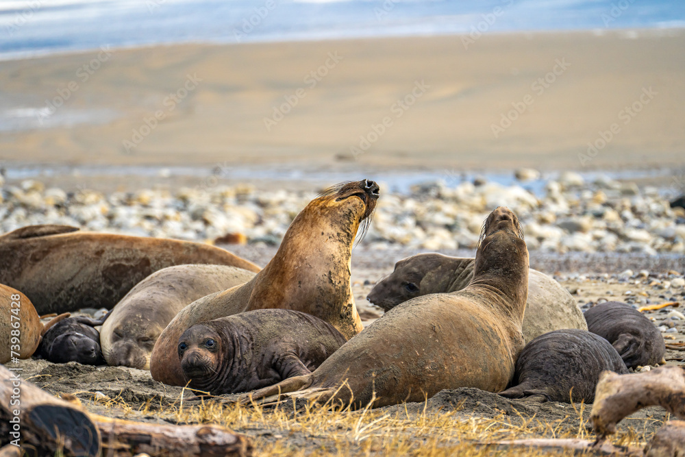 Fototapeta premium Elephant seal rest on the beach, Drakes Beach, California