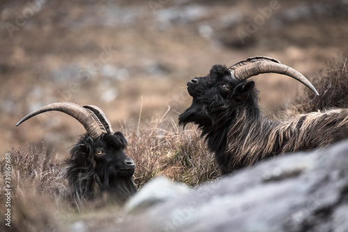 feral goat in scotland