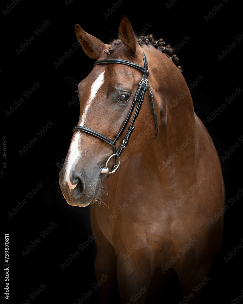Equine fine art Equine fine art
