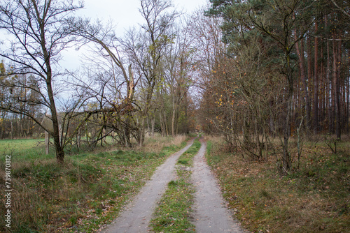 A path leading through a forest in Poland