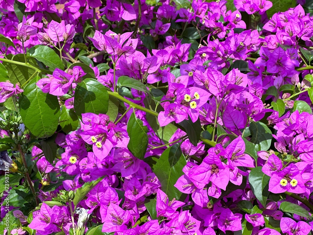 Pink bougainvillea blossom in the garden.