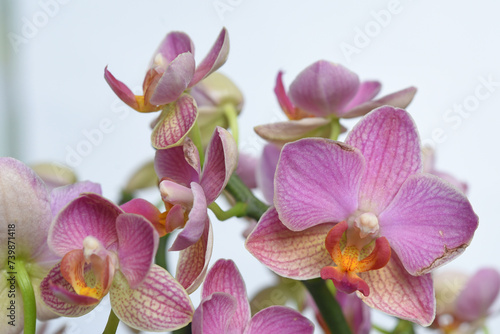 details of white and pink orchid close-up on white background