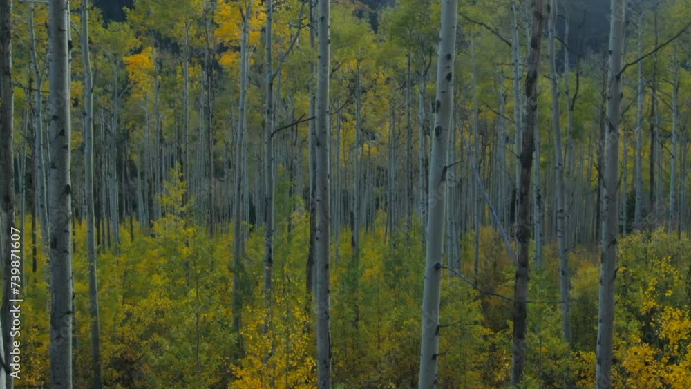 Aspen tree forest grove fall autumn yellow green colors aerial drone cinematic late afternoon Independence Kebler Pass Snowmass Mountain Ashcroft afternoon sunset golden hour slowly upward motion Aspen tree forest grove fall autumn yellow green colors aerial drone cinematic late afternoon Independence Kebler Pass Snowmass Mountain Ashcroft afternoon sunset golden hour slowly upward motion