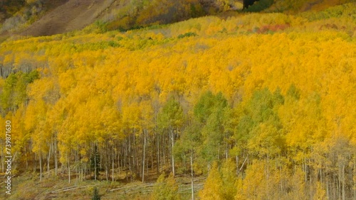 Golden aspen tree forest grove fall autumn yellow green colors aerial drone cinematic late afternoon Snowmass Mountain Independence Pass Vail Telluride Ashcroft afternoon sunny forward motion photo