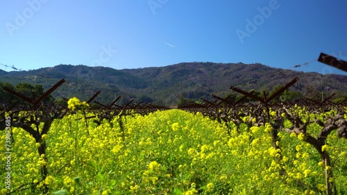 Yellow mustard flowers middle of a vineyard surrounded buy mountains. photo