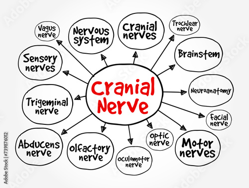 Cranial Nerve are a set of 12 paired nerves in the back of your brain, mind map text concept background