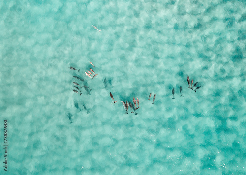 Aerial view of a pod of dolphins swimming in blue turquoise beautiful water © FRPhotos
