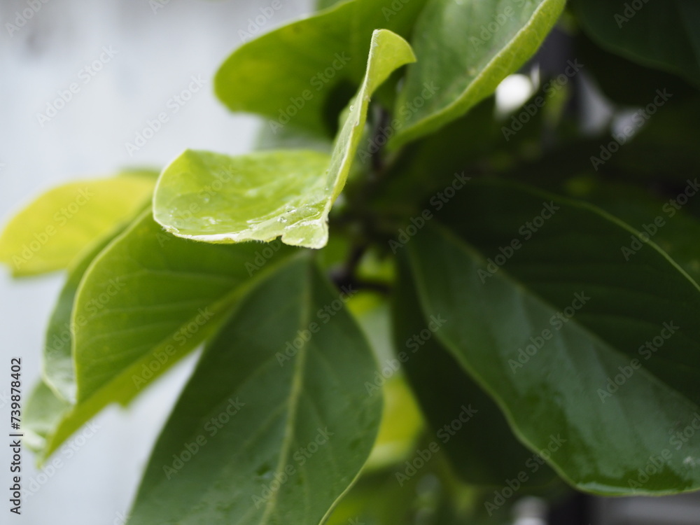 梅雨時の緑の葉 梅雨時の緑の葉