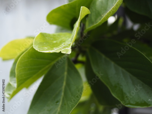 梅雨時の緑の葉