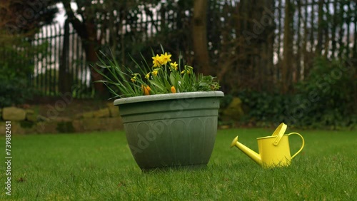 Daffodil Narcissus flowers with yellow watering can in springtime garden  photo