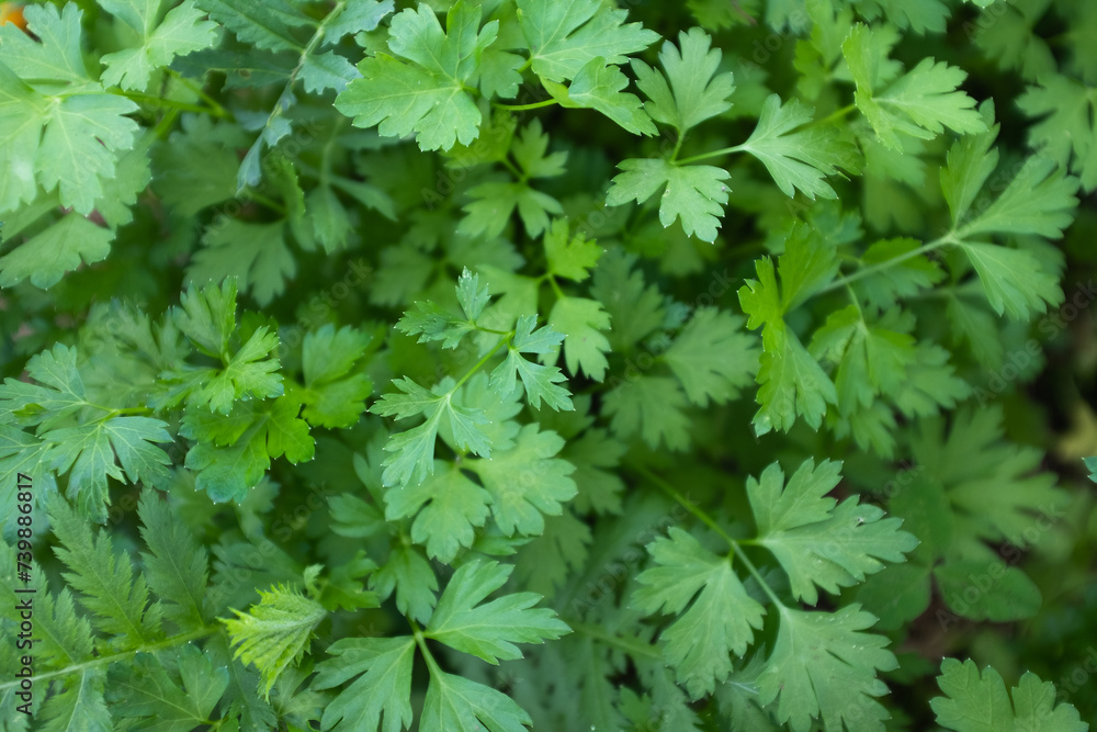 Parsley growing, top view. Background from green leaves of parsley plant for publication, design, poster, calendar, post, screensaver, wallpaper, postcard, banner, cover. High quality photo Parsley growing, top view. Background from green leaves of parsley plant for publication, design, poster, calendar, post, screensaver, wallpaper, postcard, banner, cover. High quality photo