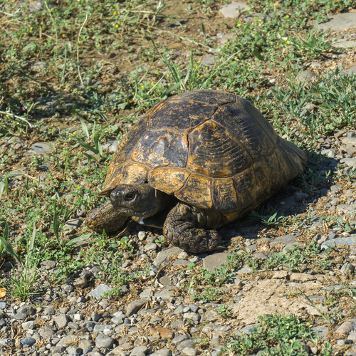 Greek tortoise - Testudo graeca - turtle walking on the ground and grass.
