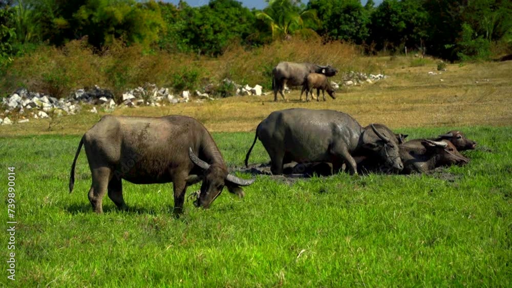 The buffaloes are grazing. A small herd. Vietnam, near Nha Trang. The natural landscape.
The buffaloes are grazing. A small herd. Vietnam, near Nha Trang. The natural landscape.