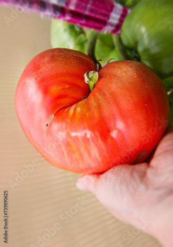Big beef tomato in farmer hands .