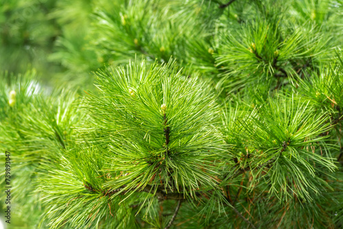 Beautiful pine branch with needles. Natural tree background.