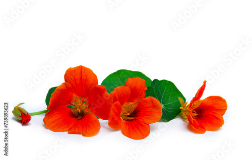 Flowers and leaves of nasturtium ( Tropaeolum ) on a white background with space for text photo