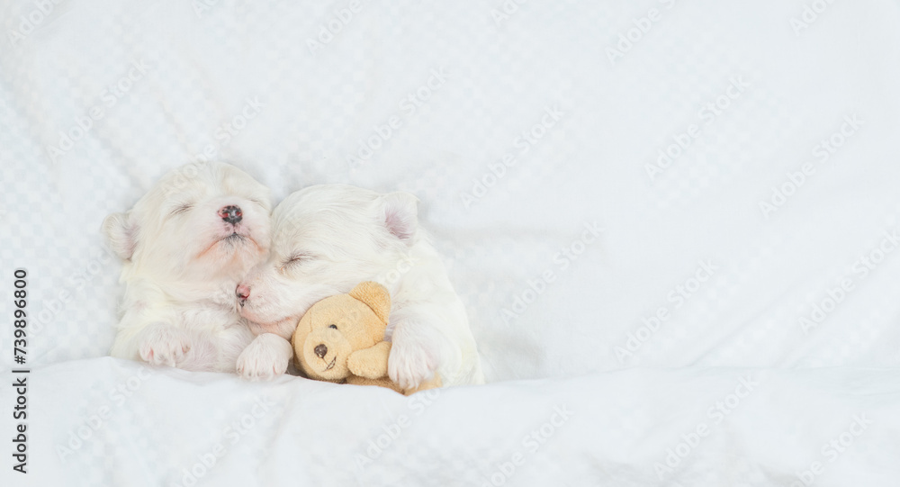 Two cozy white Lapdog puppies sleep with toy bear under warm blanket on a bed at home. Top down view. Empty space for text Two cozy white Lapdog puppies sleep with toy bear under warm blanket on a bed at home. Top down view. Empty space for text
