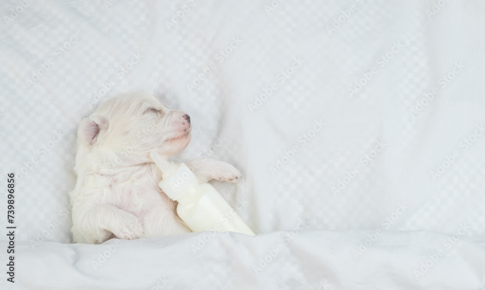 Tiny white Lapdog puppy sleeps on a bed at home and hugs bottle of milk. Top down view. Empty space for text
