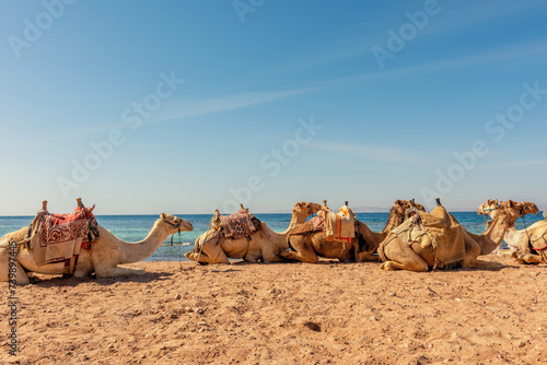 Camels laying on Red sea beach in the Gulf of Aqaba. Dahab, Egypt.