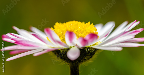 flower detail of white pink common daisy, known as lawn, English, or bruisewort (Bellis perennis) photo