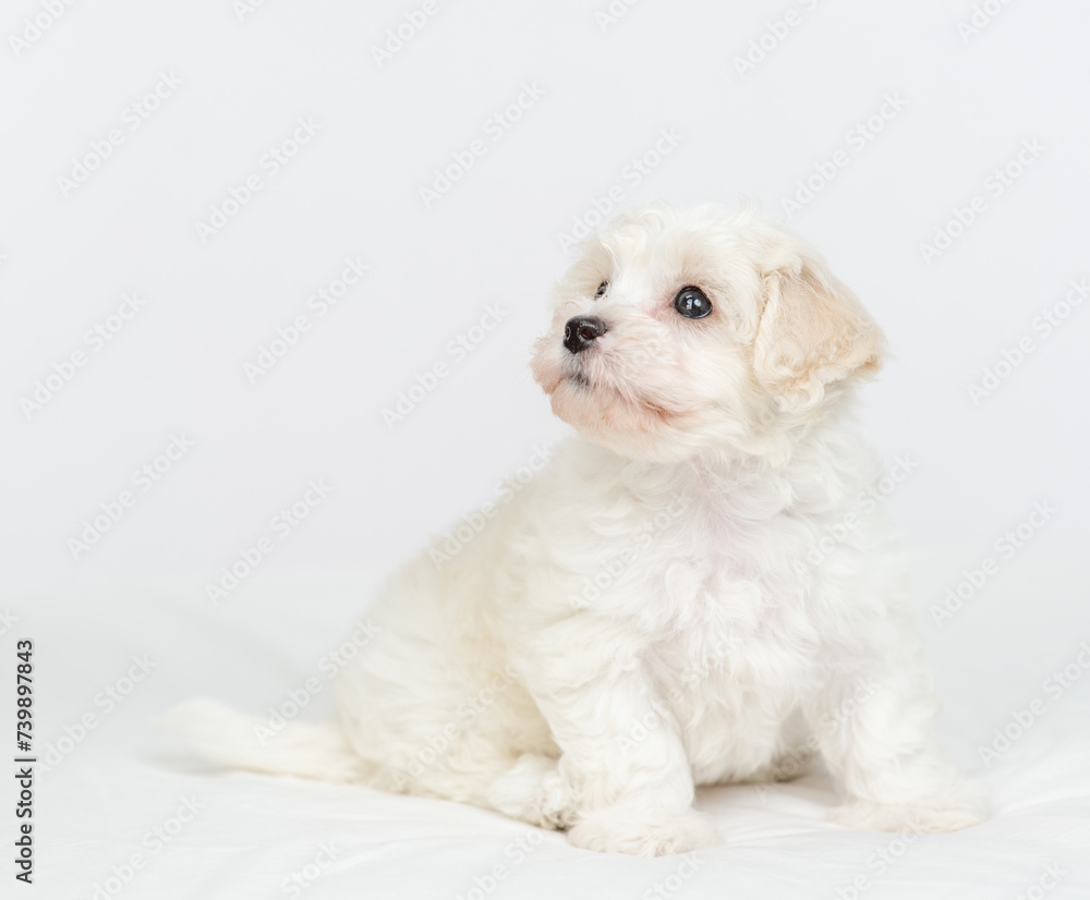 Cute White lapdog puppy sitting on a bed at home and looking away and up Cute White lapdog puppy sitting on a bed at home and looking away and up