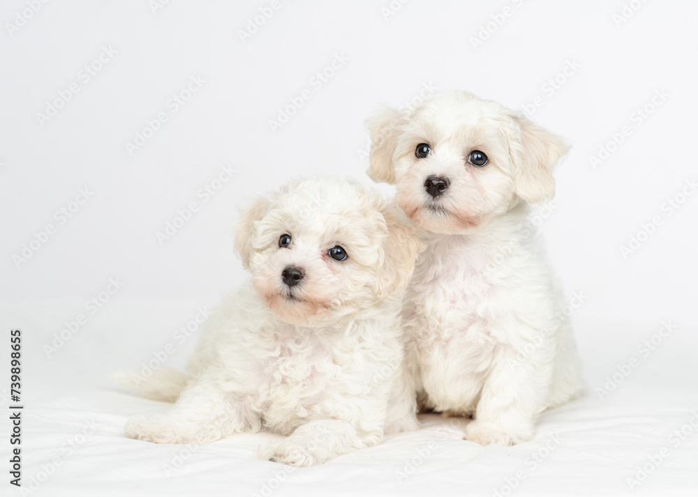 Two young white Lapdog puppies sits under warm white blanket on a bed at home Two young white Lapdog puppies sits under warm white blanket on a bed at home