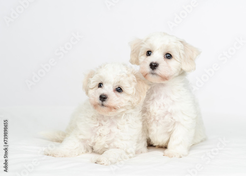 Two young white Lapdog puppies sits under warm white blanket on a bed at home
