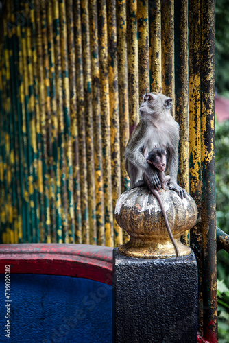 A female monkey and her baby in an urban environment