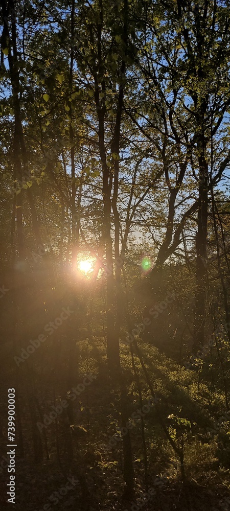 morning in the forest