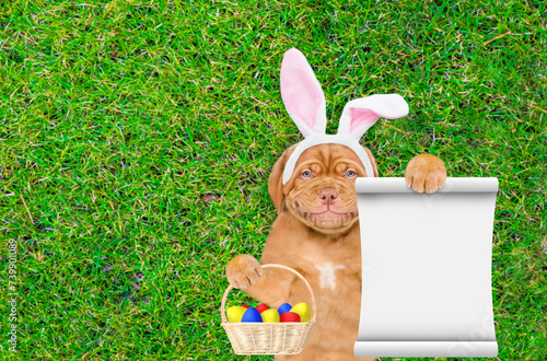 Smiling Mastiff puppy wearing easter rabbits ears holds basket of easter eggs and shows empty list and lies on its back on summer green grass. Top down view. Empty space for text