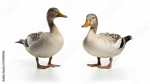 A pair of charming ducks waddling in unison