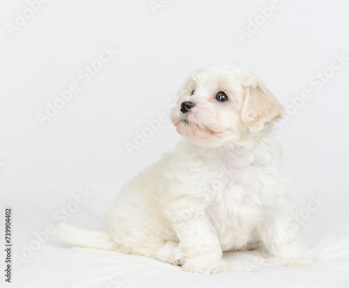 Cute White lapdog puppy sitting on a bed at home and looking away and up