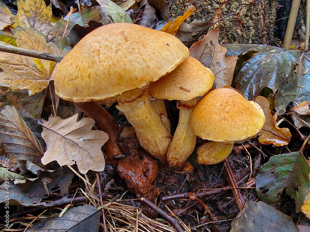 Fungus Spectacular rustgill (Gymnopilus junonius) Fungus Spectacular rustgill (Gymnopilus junonius)