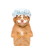 Smiling Mastiff puppy wearing shower cap with cream on it face looks at camera. isolated on white background