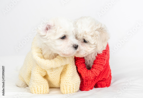 Two cute lapdog puppies wearing sweater and warm hat sitting on a bed at home © Ermolaev Alexandr