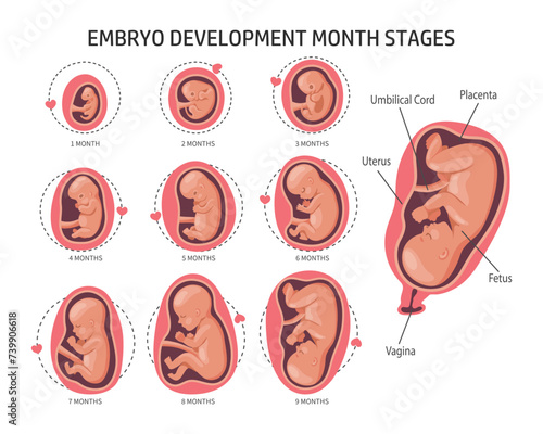 Embryo in the womb, set. Development and growth of the fetus at different stages of pregnancy, monthly period. Illustration, vector