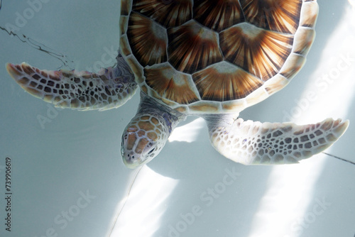 green sea turtle (chelonia mydas)