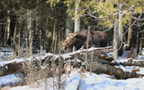 female moose in forest during winter
