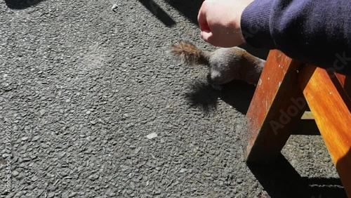 Squirrel cautiously nears a man's hand, startles, then retreats and scampers away photo