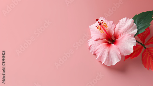 Minimalist single blooming pink Hibiscus flower with leaf on soft pink pastel colors background with space for text created with Generative AI Technology © AstraNova