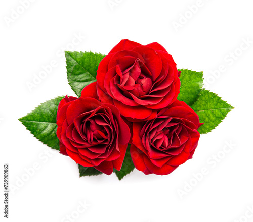 Red rose flower on white backgrounds