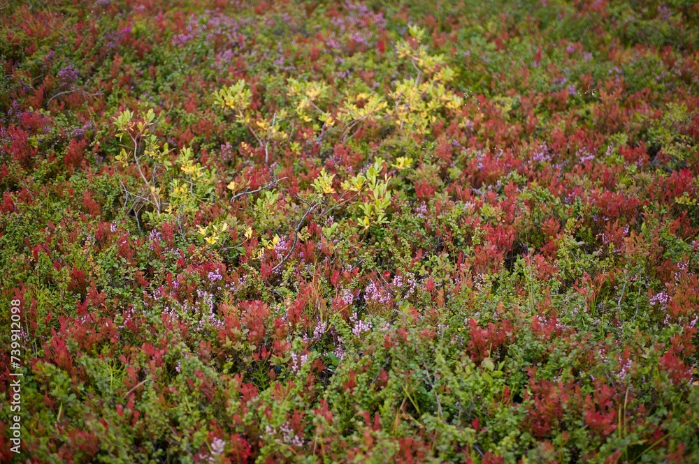 Plantes and coloros from Iceland
