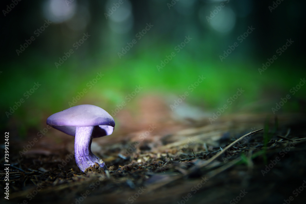 Fototapeta premium Photo of glowing mushrooms at night, mysterious forest, fantasy concept