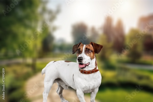 Adorable domestic dog posing outdoors