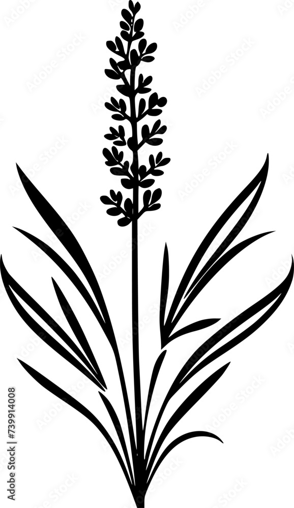 Obraz premium Lavender | Minimalist and Simple Silhouette - Vector illustration