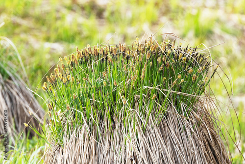 Closeup of Tuft carex, Carex cespitosa blooming on a wet meadow in rural Estonia, Northern Europe photo