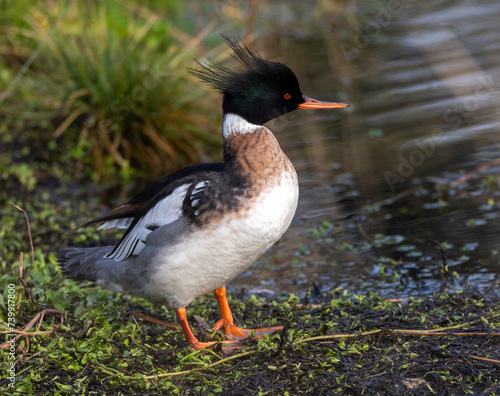 Red breasted Merganser on the river bank