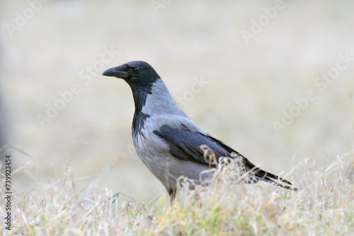 hooded crow on faded meadow